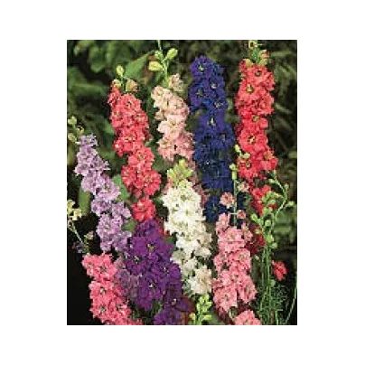 Ostrožka zahradní hyacintokvětá směs barev - Consolida ajacis - osivo stračky - 300 ks