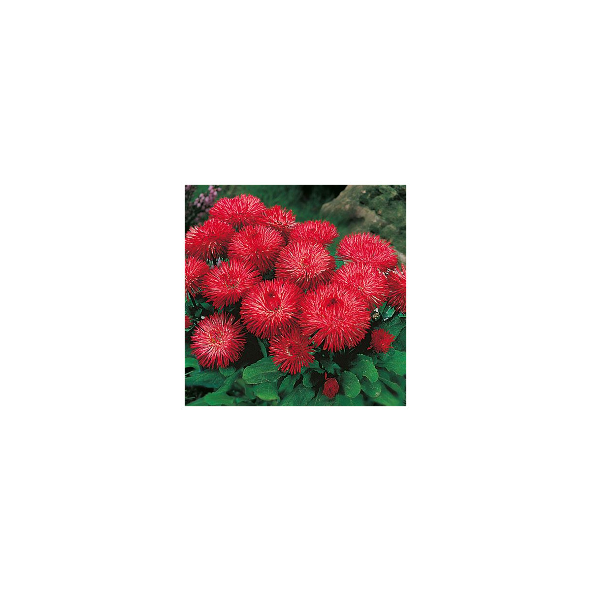 Sedmikráska obecná Habanera červená - Bellis perennis - osivo sedmikrásky - 40 ks