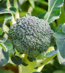 BIO Brokolice Covina F1 - Brassica oleracea L. - bio osivo brokolice - 20 ks