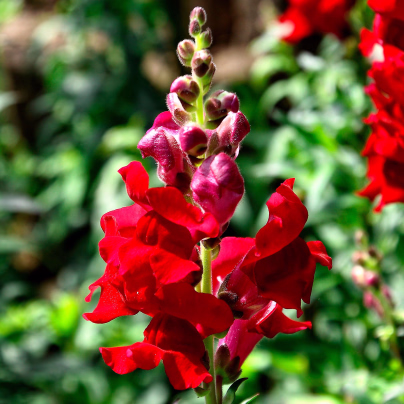 Hledík větší Rocket F1 Red - Antirrhinum majus - osivo hledíku - 20 ks