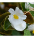 Begónie Superstar F1 White - Begonia semperflorens - osivo begónie - 20 ks