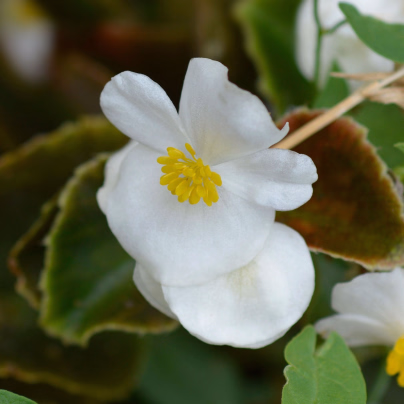 Begónie Superstar F1 White - Begonia semperflorens - osivo begónie - 20 ks