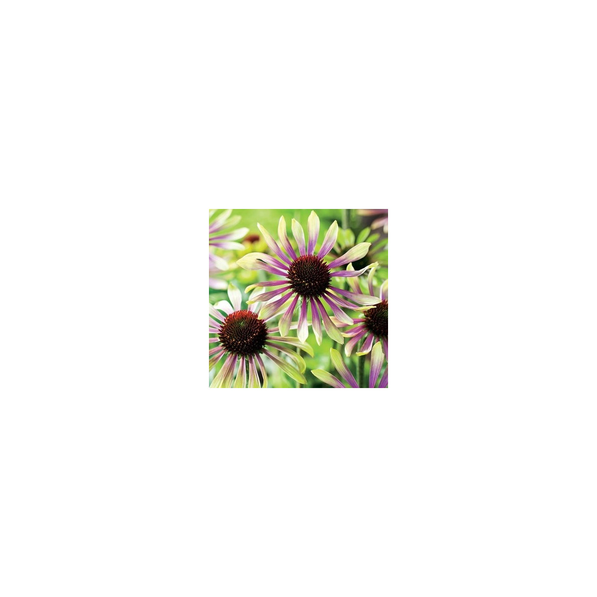 Třapatkovka Green Twister - Echinacea purpurea - prostokořenná sazenice třapatkovky - 1 ks