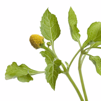 Plamatka zelná Homer - Spilanthes oleracea - osivo plamatky - 15 ks