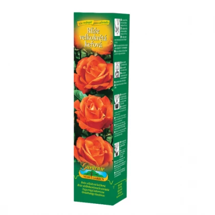 Růže velkokvětá oranžová - Rosa - prostokořenná sazenice růže - 1 ks