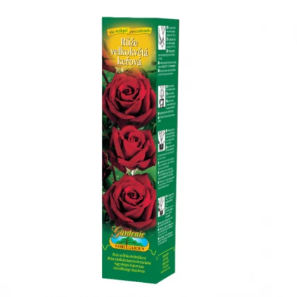 Růže velkokvětá červená - Rosa - prostokořenná sazenice růže - 1 ks