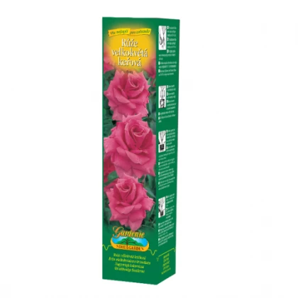 Růže velkokvětá tmavě růžová - Rosa - prostokořenná sazenice růže - 1 ks