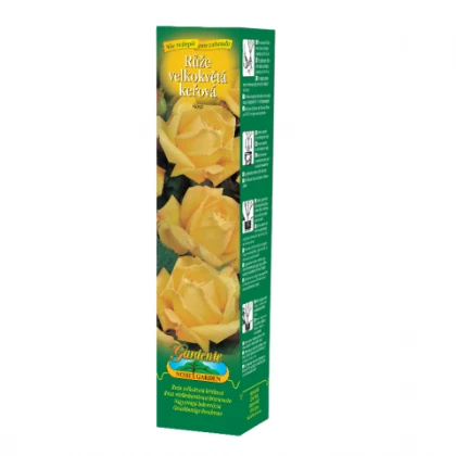 Růže velkokvětá žlutá - Rosa - prostokořenná sazenice růže - 1 ks