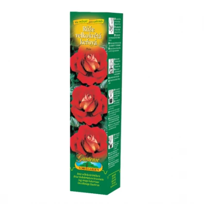 Růže velkokvětá červenožlutá - Rosa - prostokořenná sazenice růže - 1 ks