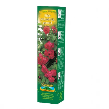 Růže velkokvětá pnoucí červená - Rosa - prostokořenná sazenice růže - 1 ks