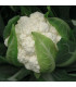 BIO Květák Flamenco F1 - Brassica oleracea - bio osivo květáku - 15 ks