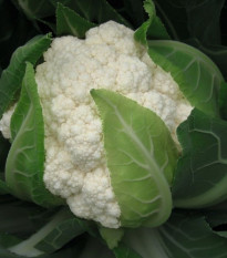 BIO Květák Flamenco F1 - Brassica oleracea - bio osivo květáku - 15 ks
