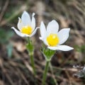 Koniklec obecný White Bells - Pulsatilla vulgaris - osivo koniklece - 20 ks