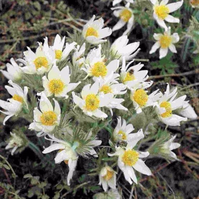 Koniklec obecný White Bells - Pulsatilla vulgaris - osivo koniklece - 20 ks