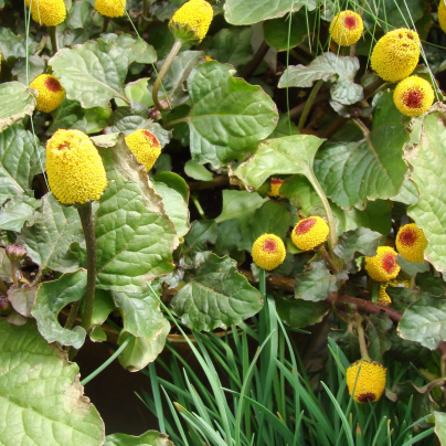 Plamatka zelná Peek-A-Boo - Spilanthes oleracea - osivo plamatky - 10 ks