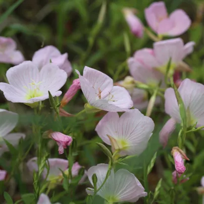 Pupalka růžová kobercová - Oenothera speciosa - osivo pupalky - 50 ks