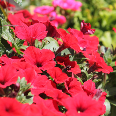 Petúnie Musica Red F1 - Petunia x grandiflora - osivo petúnie - 30 ks