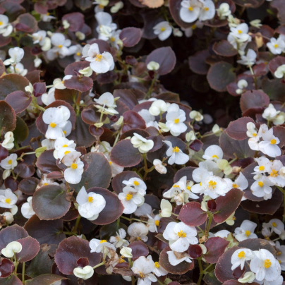 Begónie Marsala F1 White - Begonia semperflorens - osivo begónie - 20 ks