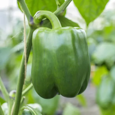 Paprika Beluga Green F1 - Capsicum annuum - osivo papriky - 5 ks
