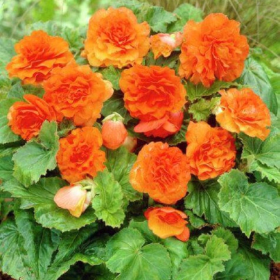 Begónie Nonstop F1 Orange - Begonia tuberhybrida - osivo begónie - 20 ks