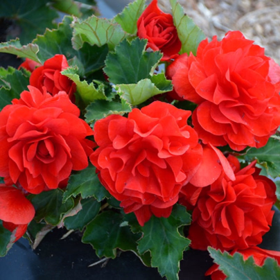 Begónie Nonstop F1 Red - Begonia tuberhybrida - osivo begónie - 20 ks