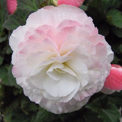 Begónie Nonstop F1 Appleblossom - Begonia tuberhybrida - osivo begónie - 20 ks