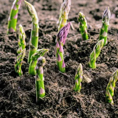 Chřest Gijnlim - Asparagus officinalis - prostokořenná sazenice chřestu - 1 ks