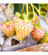 Jahodník Pineberry - Fragaria ananassa - prostokořenná sazenice jahodníku - 2 ks