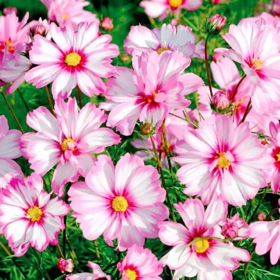 Krásenka zpeřená Cosmira Bicolor - Cosmos bipinnatus - semena - 20 ks