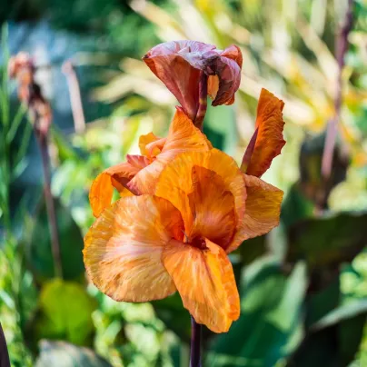 Dosna Wyoming - Canna - hlízy dosny - 1 ks
