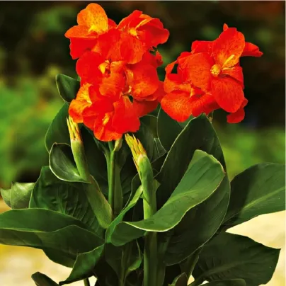 Dosna Happy Cleo - Canna - hlízy dosny - 1 ks