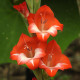 Gladiol Mademoiselle de Paris - Gladiolus - hlízy mečíku - 3 ks