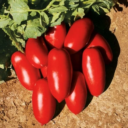 BIO Rajče keříčkové Inka F1 - Solanum lycopersicum - bio osivo rajčat - 10 ks