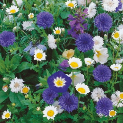 Směs modrých a bílých květů - výsevný pásek - 5 m
