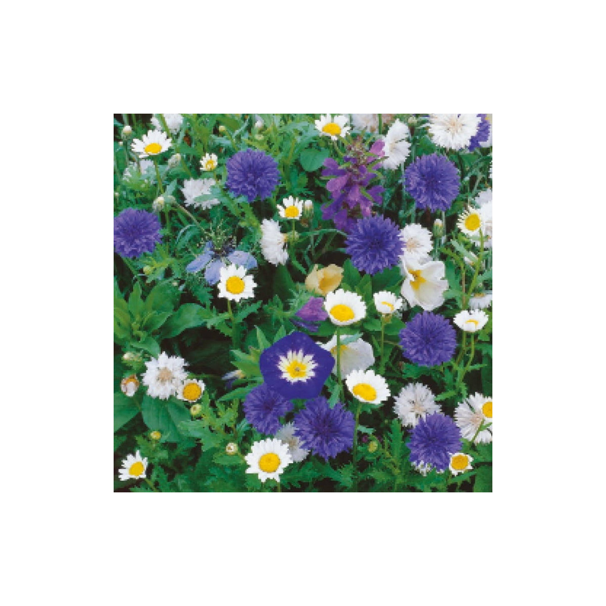Směs modrých a bílých květů - výsevný pásek - 5 m