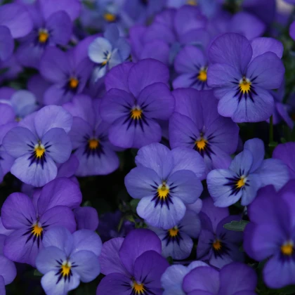Violka Twix F1 Blue with Eye - Viola cornuta - osivo violky - 20 ks