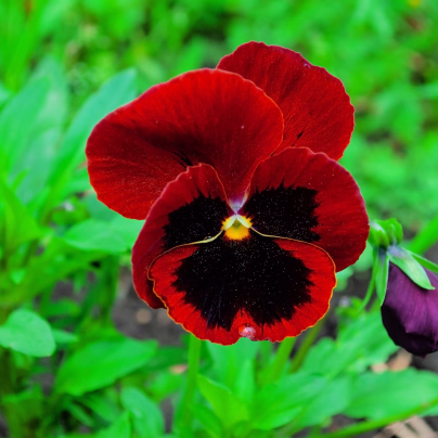 Violka Twix F1 Red with Eye - Viola cornuta - osivo violky - 20 ks
