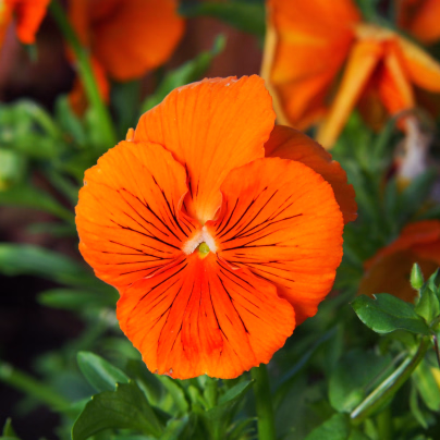 Violka Twix F1 Orange - Viola cornuta - osivo violky - 20 ks