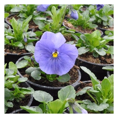 Violka Carneval F1 Azure - Viola x wittrockiana - osivo violky - 20 ks