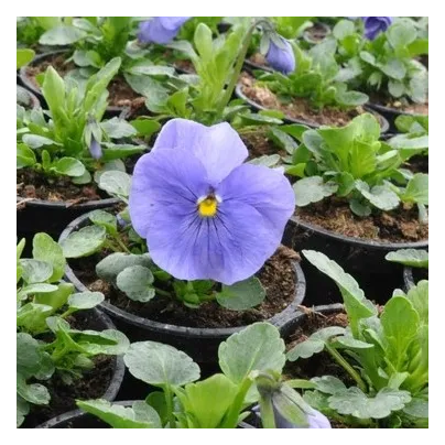 Violka Carneval F1 Azure - Viola x wittrockiana - osivo violky - 20 ks