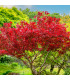 Javor červený - Acer rubrum - osivo javoru - 5 ks