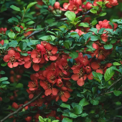 Kdoulovec - Chaenomeles japonica - osivo kdoulovce - 5 ks
