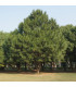 Borovice Roxburghova - Pinus roxburhii - osivo borovice - 5 ks