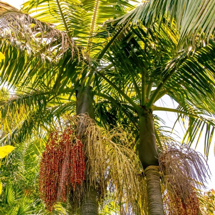 Palma královská - Archontophoenix cunninghamiana - osivo palmy - 3 ks