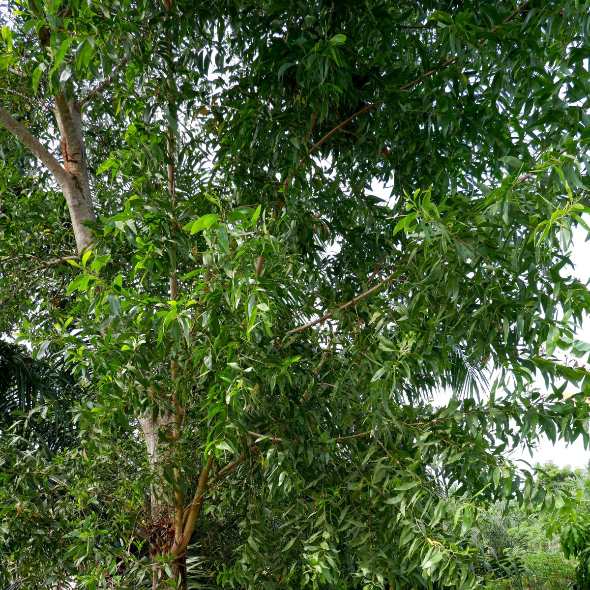 Akácie mangium - Acacia mangium - osivo akácie - 8 ks