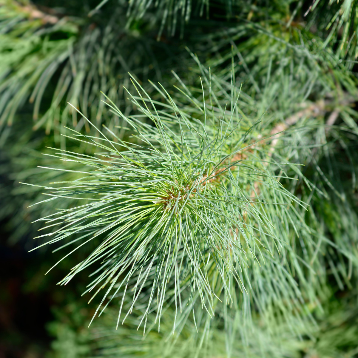 Borovice himalájská - Pinus wallichiana - osivo borovice - 5 ks