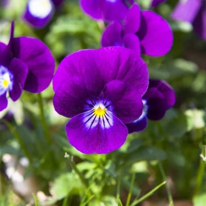 Violka Twix F1 Violet Flare - Viola cornuta - osivo violky - 20 ks
