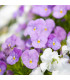 Violka Twix F1 Rosy - Viola cornuta - osivo violky - 20 ks