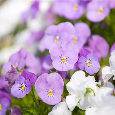 Violka Twix F1 Rosy - Viola cornuta - osivo violky - 20 ks