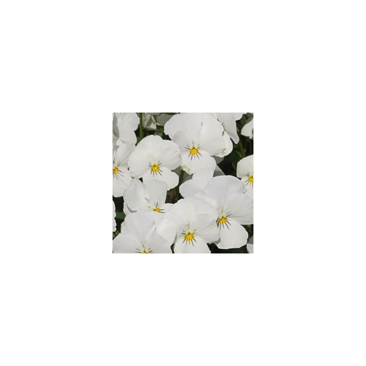 Violka Twix F1 Snow - Viola cornuta - osivo violky - 20 ks